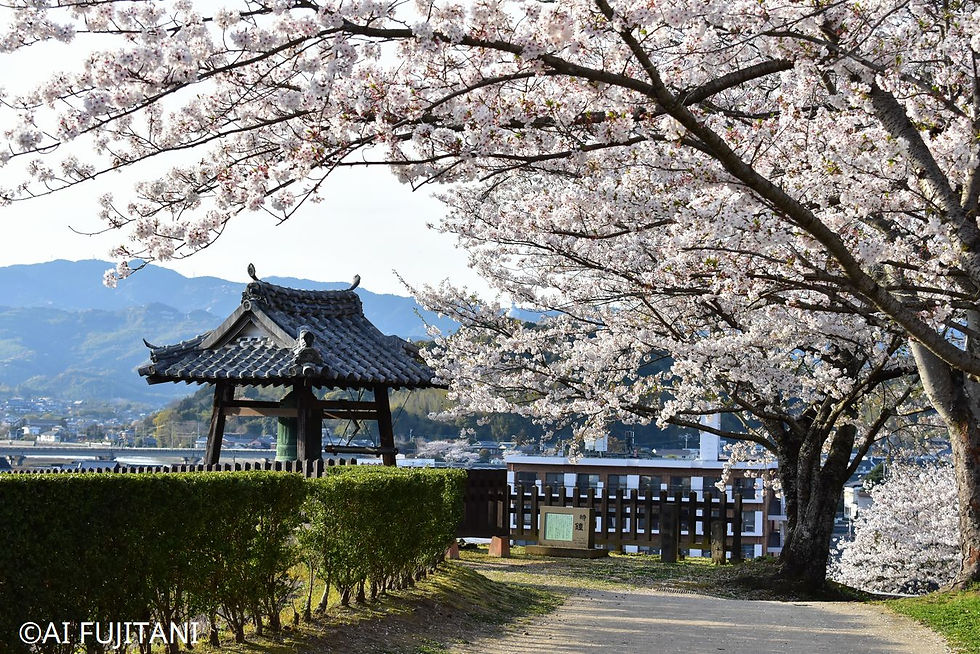 臼杵城址公園の桜