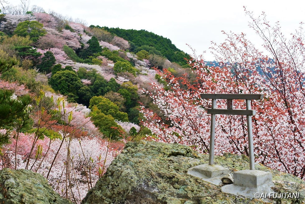 大岩の桜