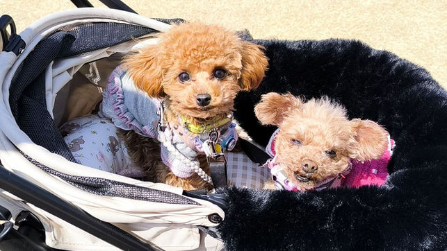 臼杵湾わんマルシェ