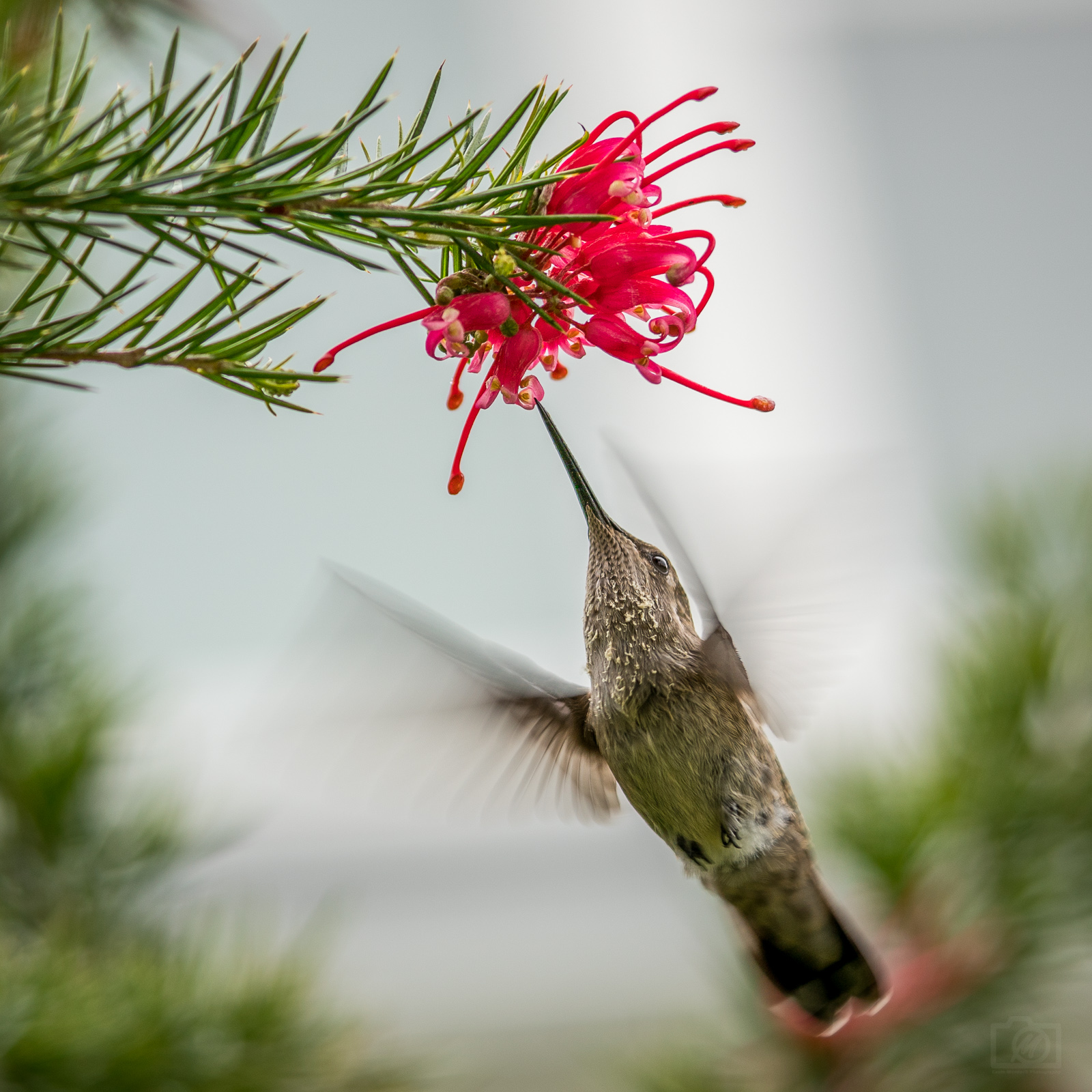 Hummingbird