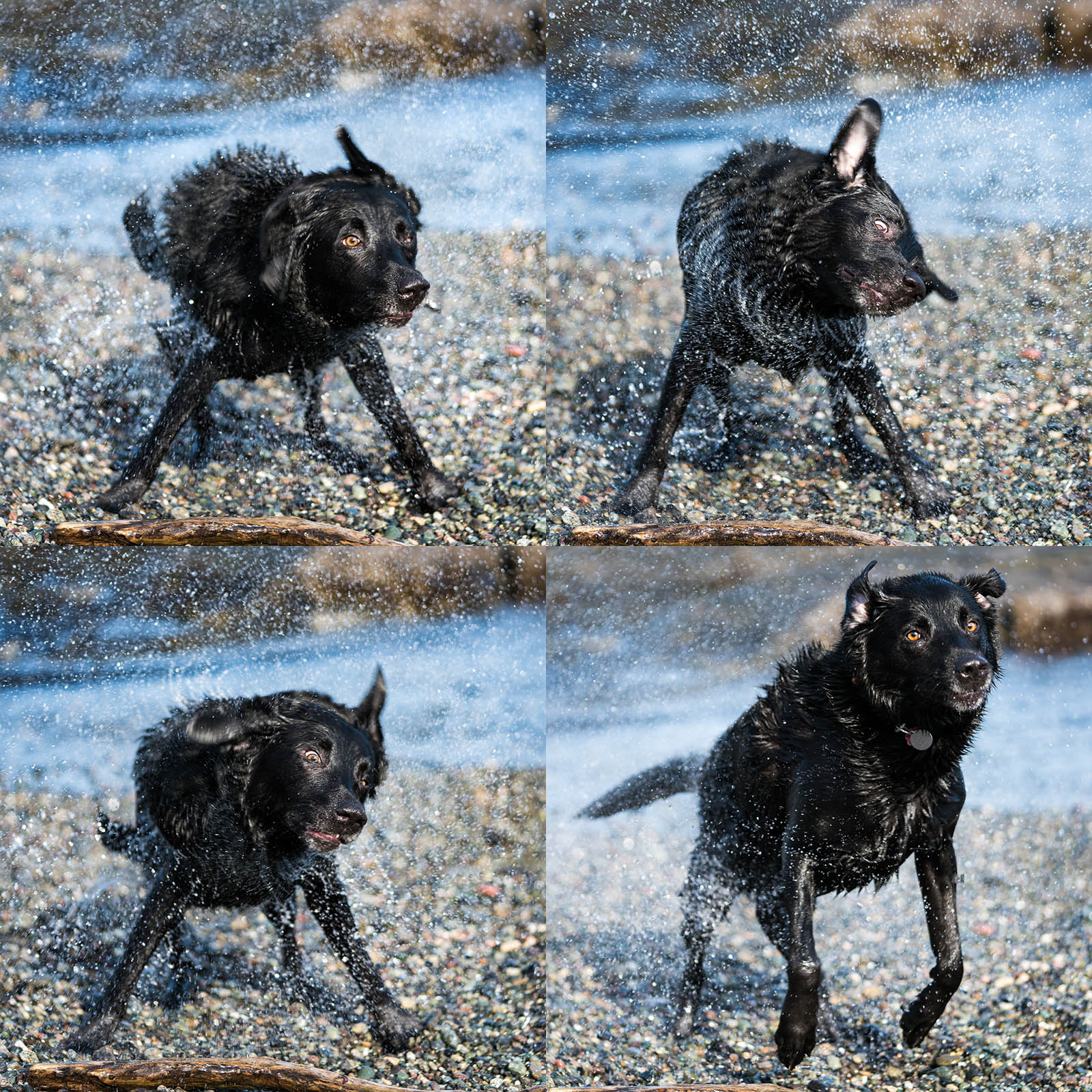 Charlie shaking