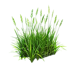 pngtree-carex-rostrata-sage-green-a-beaked-sedge-leaf-important-wetl-isolated-png-image_12