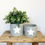 Thumbnail: Cement Star Planter