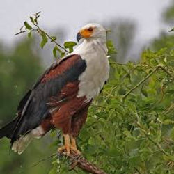 African Fish Eagle