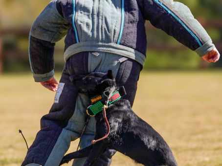 Can any dog be a protection dog?