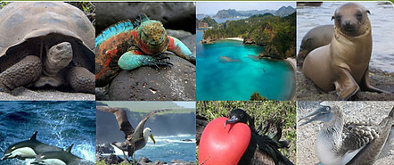 fauna-galapagos.jpg