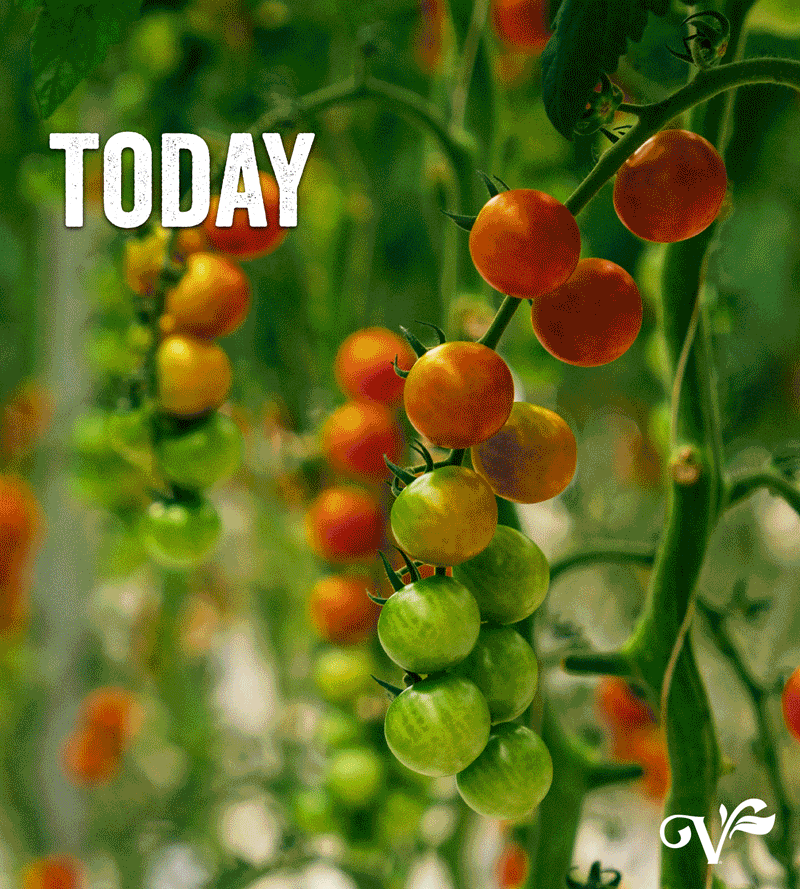 Today-Tmrw-Social-GIF.gif