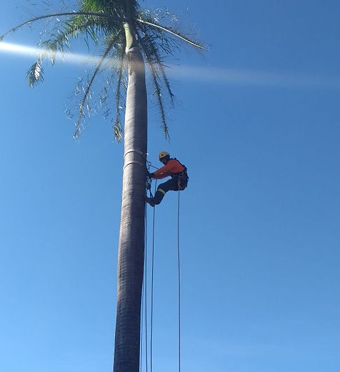Poda de Palmeira