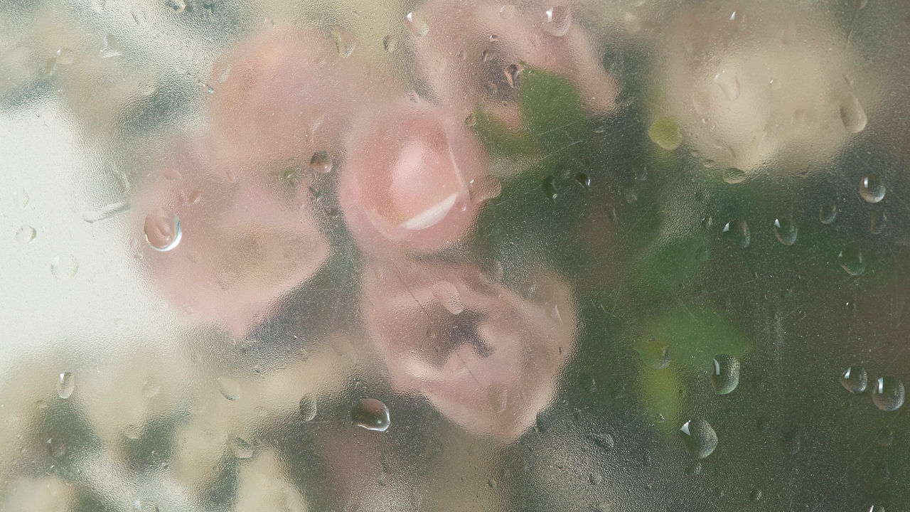 view-rose-flowers-condensed-glass.jpg