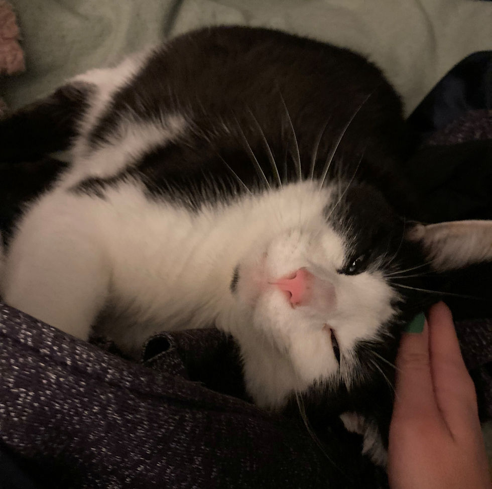 Finley actually smiles when his person is petting him.