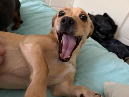 Happy Tails: Stories of Adoption Part 3