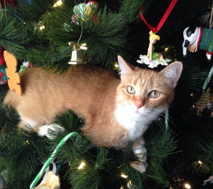 The Christmas tree is her own, private jungle.
