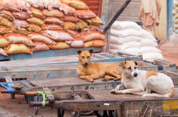 From Tokyo to Tijuana: The Heart of Pet Adoption Worldwide