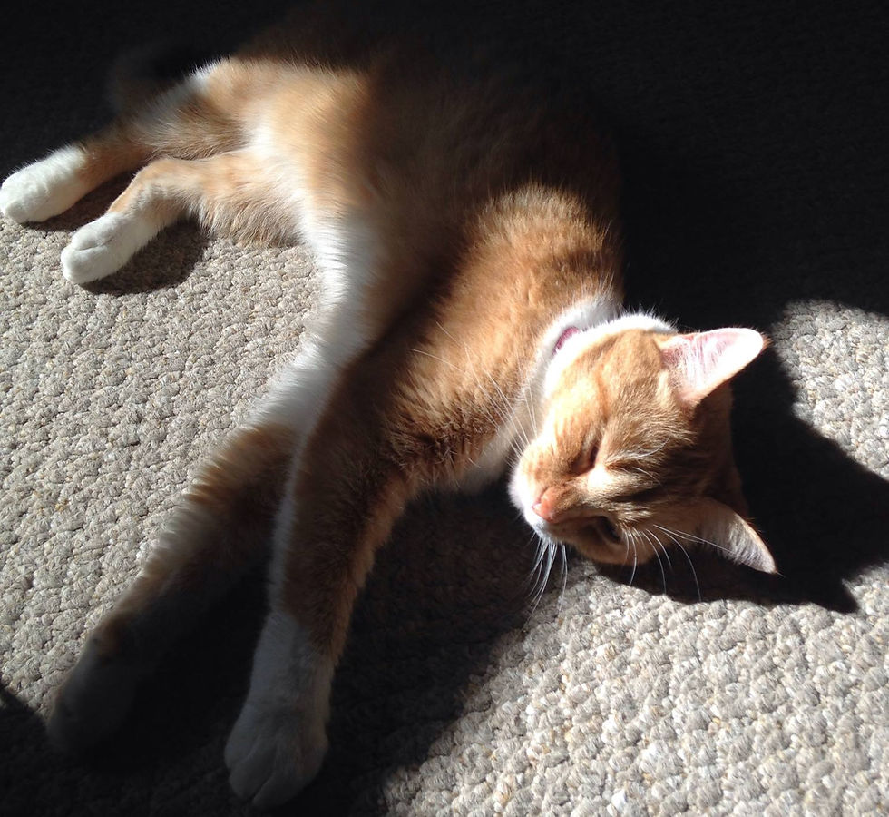 Nadia is always looking for a cozy place to nap.
