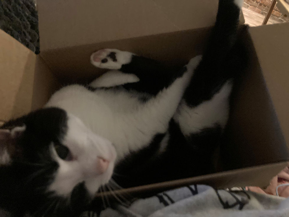 Finley in one of his MANY boxes.