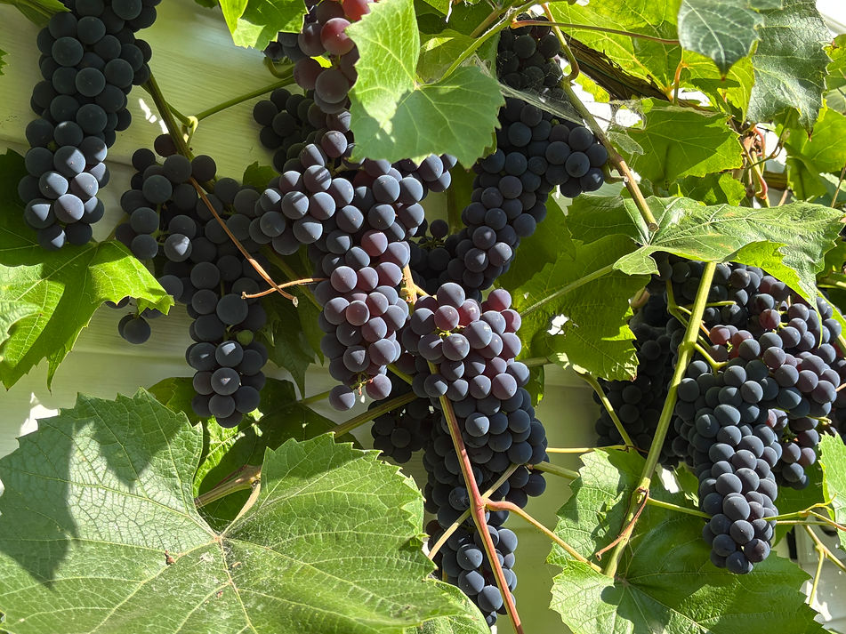 Bunches of grapes on a vine gorwing outside of a house church in Edmonton