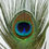 Thumbnail: Peacock Feather