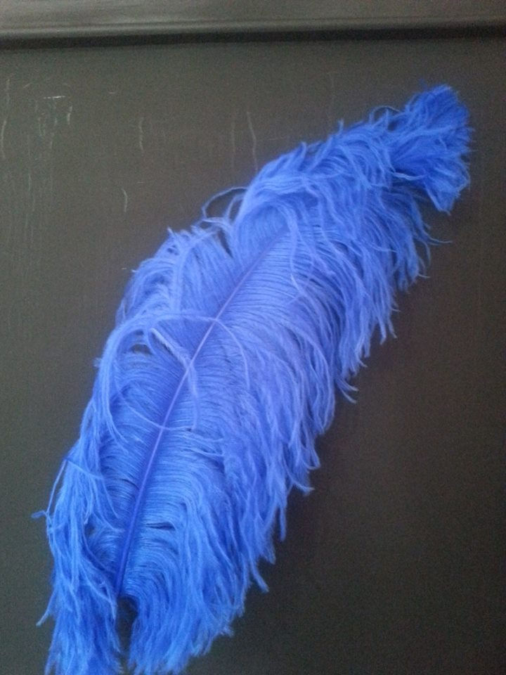 Thumbnail: Colored ostrich feathers