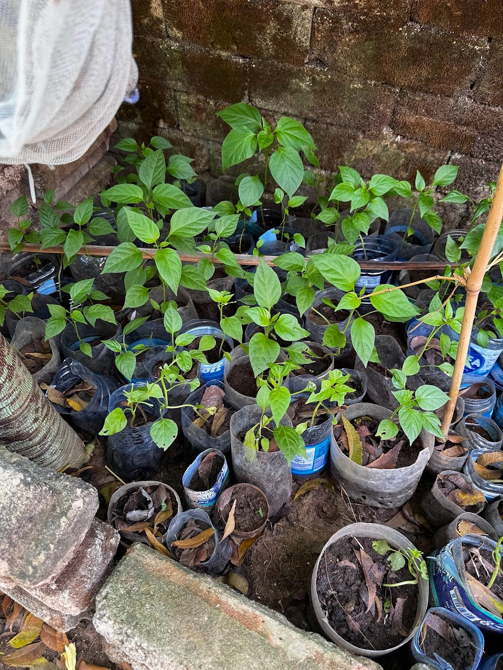 Chilli seedlings hardening off in a regenerative agriculture Kenya project by Ocean Sole, promoting education through art Kenya and community-based conservation