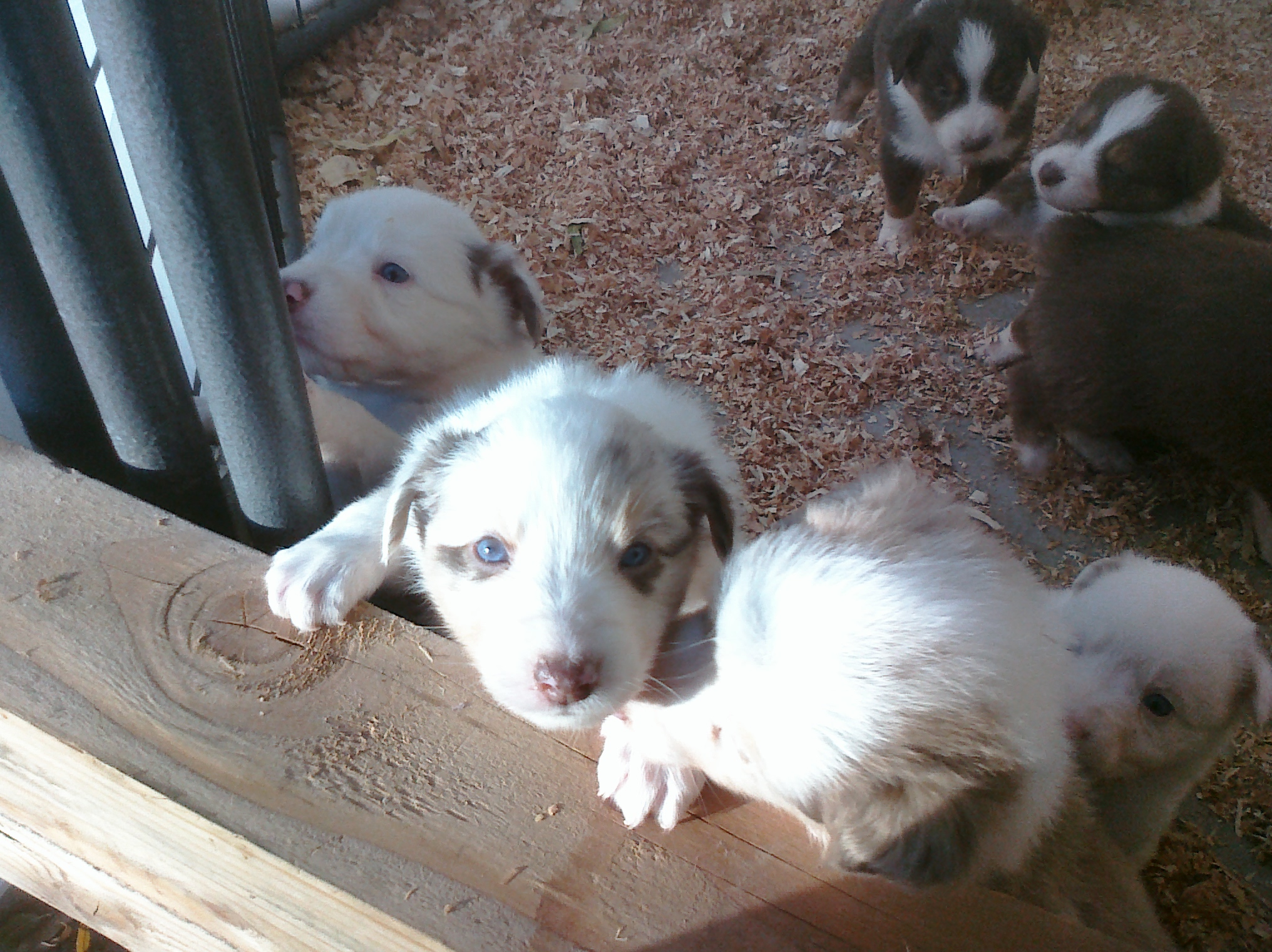Nov Puppies - 4 weeks 4.jpg