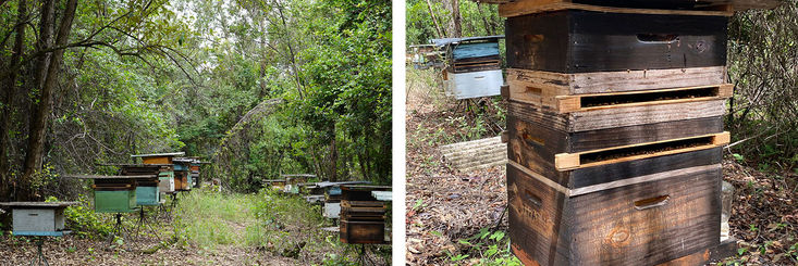 O que é a própolis.jpg