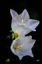 Imperfection -070 .jpg