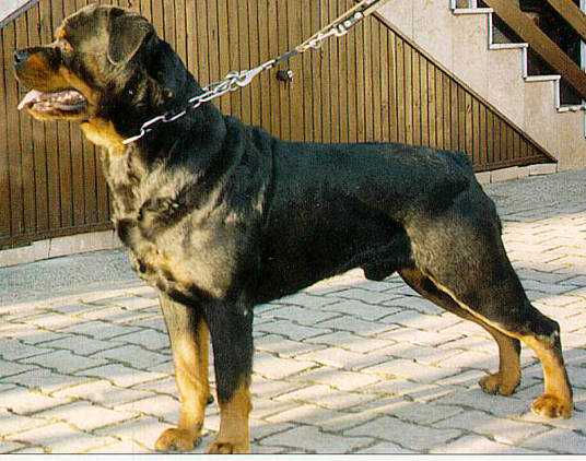 Rottweiler puppies for sale in Orlando, Rottweiler puppies for sale in Florida, Orlando Rottweiler puppies, Florida rottweiler breeders, Orlando rottweiler breeders, Rottweiler puppies, German Rottweiler Breeder in Florida, Valhalla Rottweilers, European rottweiler breeders in florida