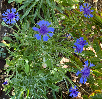 IMG_7469_edited.jpg
