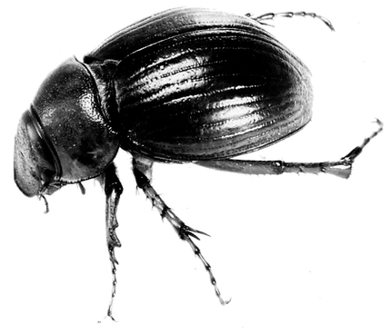 CheferBeatle.png