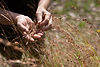 GL - PLANT HUNTER_062.JPG