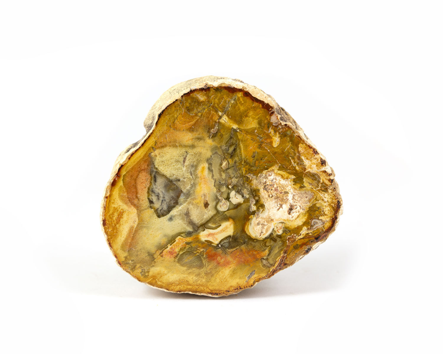 Tranche de bois pétrifié