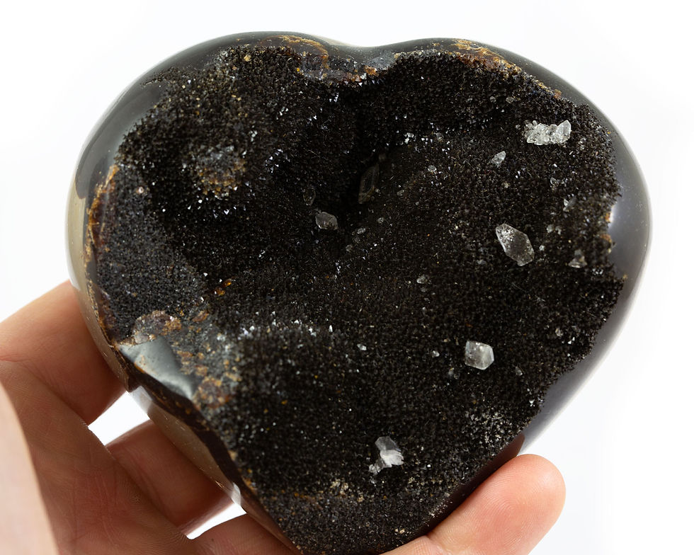 Coeur en Sepataria sauvage - Madagascar