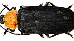 Firefly lost for 92 years rediscovered