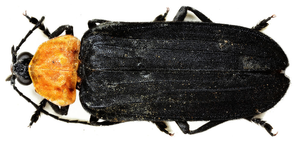 Firefly lost for 92 years rediscovered