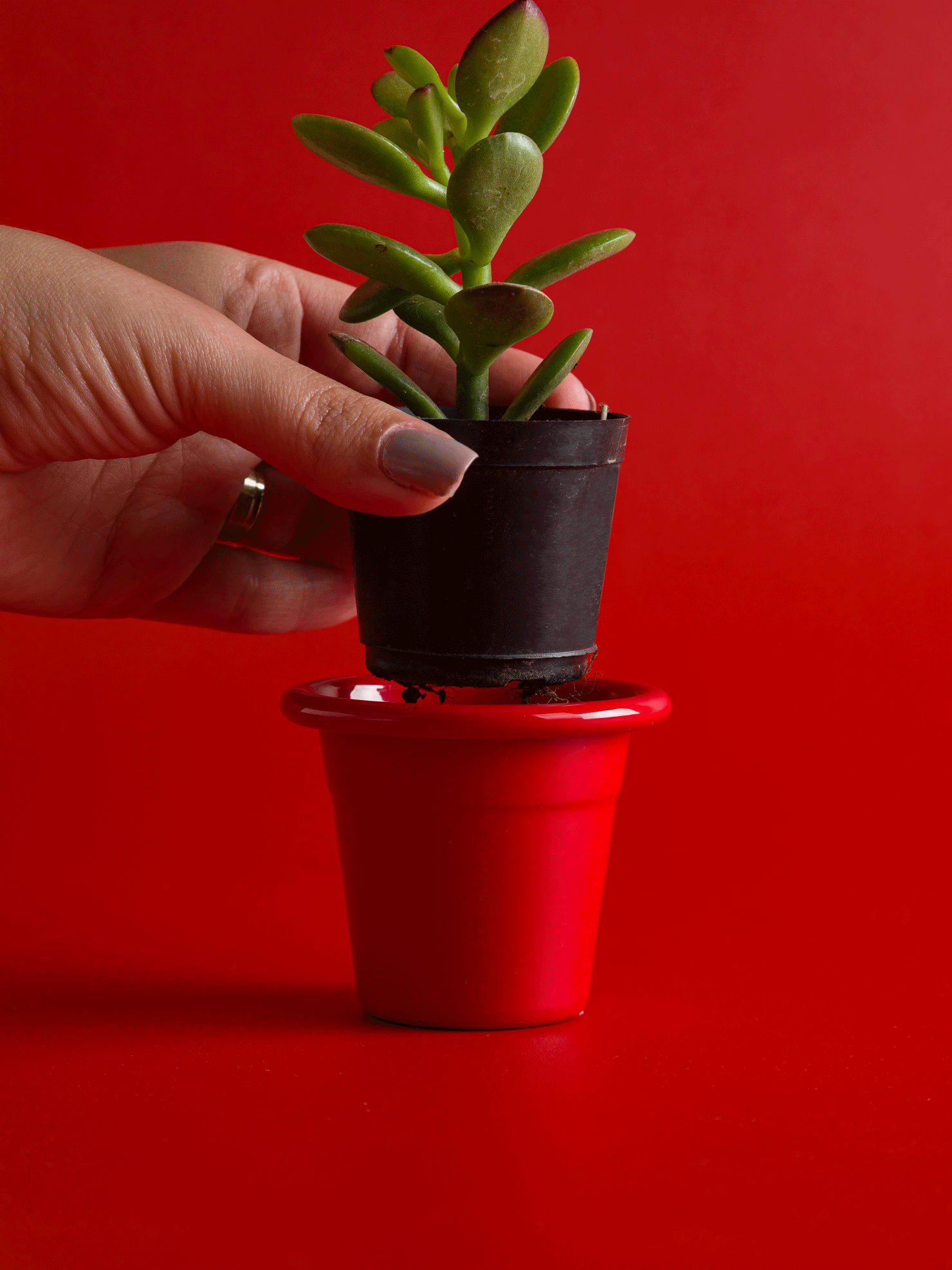 stop motion de mão plantando uma suculenta em um cachepô de metal vermelho