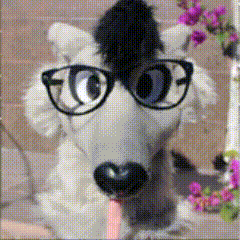 copy_1855A153-06E6-4F61-AE0A-1087305D277C.gif