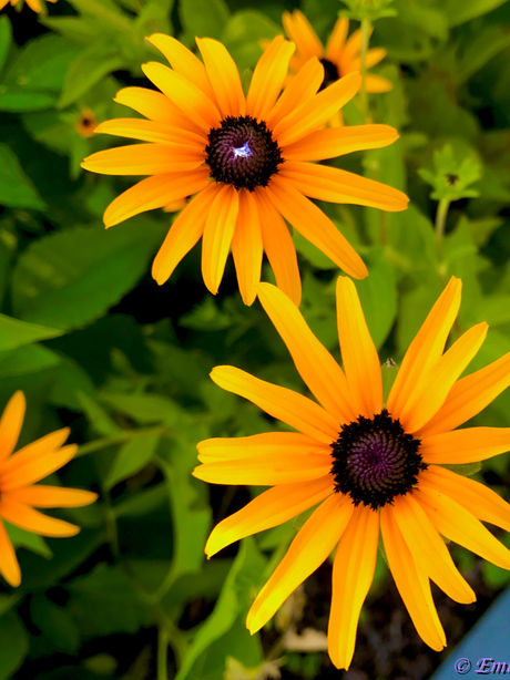 Golden Flower