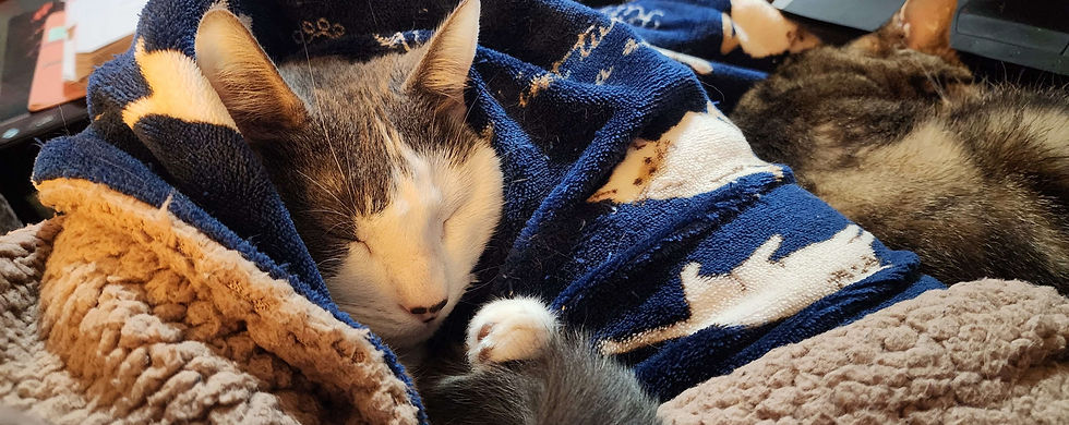 "I need to protect my friends!"