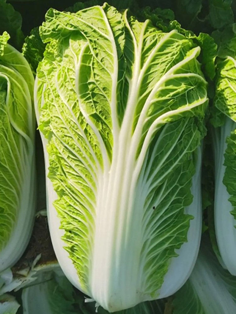 Thumbnail: 1/2 Share 2025 Summer CSA (no eggs)