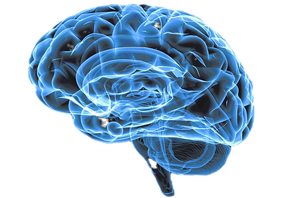 Brain