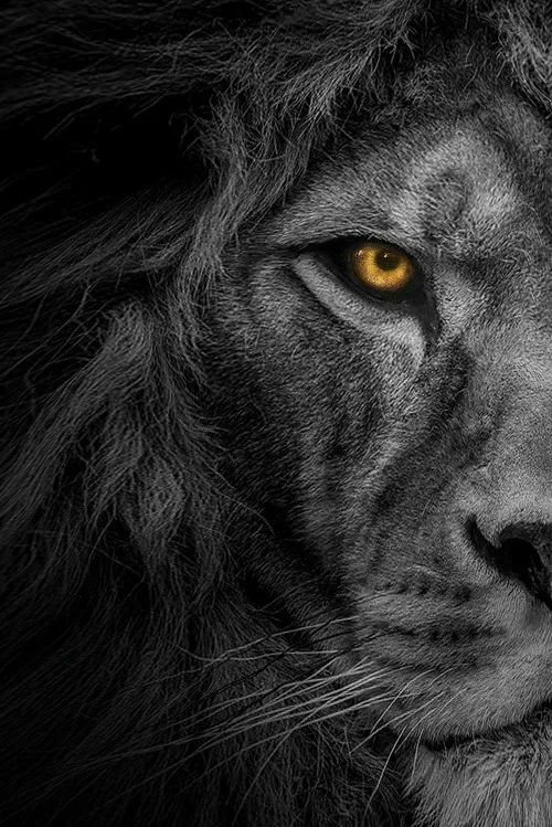 Men of Means lion