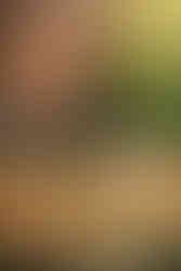 Found (Firstborn series)