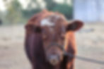 Thumbnail: Stunning Shorthorn Bull