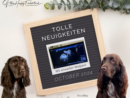 Wurfankündigung 2024: Wurf erwartet von Maui & Itshy!