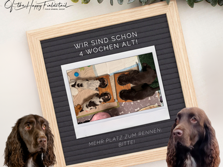4. Woche: Die kleinen Entdecker werden gross!