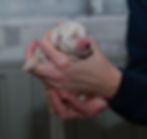 Pink - Born 10:12pm - Baby Girl - 13.7oz