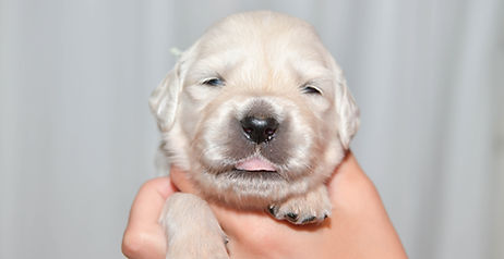 Rhea and Shaker Puppies 2 Weeks