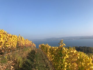 Nos vins élevés en bio-dynamie vous attendent !