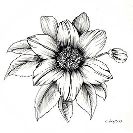 Clematis.jpg
