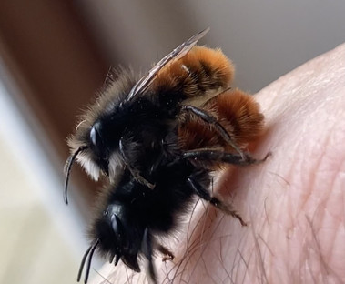 Hackett Osmia cornuta.jpeg